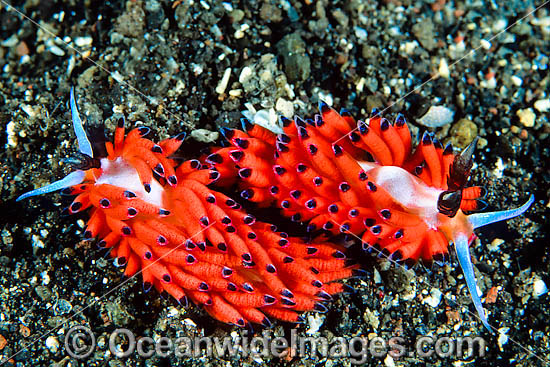 Nudibranch Favorinus tsuruganus photo Nudibranch Favorinus tsuruganus photo