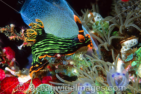 Nudibranch Nembrotha kubaryana photo Nudibranch Nembrotha kubaryana photo