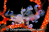 Nudibranch Phyllodesmium sp. Photo - Gary Bell