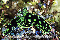 Nudibranch Nembrotha cristata Photo - Gary Bell