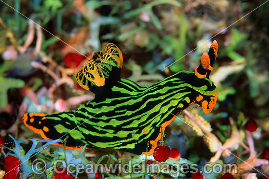 Nudibranch Nembrotha kubaryana photo