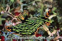 Nudibranch Nembrotha kubaryana Photo - Gary Bell