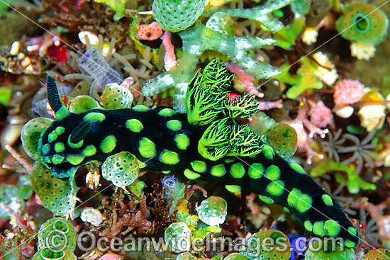 Nudibranch Nembrotha cristata photo Nudibranch Nembrotha cristata photo