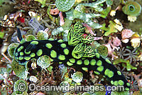 Nudibranch Nembrotha cristata Photo - Gary Bell