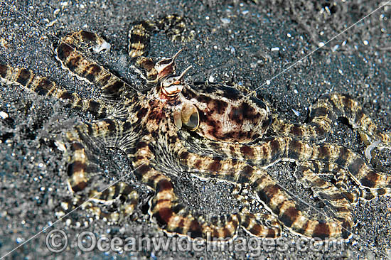 Mimic Octopus Thaumoctopus mimicus photo Mimic Octopus Thaumoctopus mimicus photo