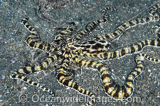 Mimic Octopus photo Mimic Octopus photo