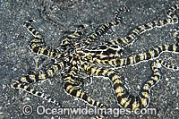 Mimic Octopus Photo - Gary Bell