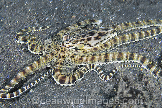 Mimic Octopus Thaumoctopus mimicus photo Mimic Octopus Thaumoctopus mimicus photo