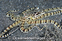 Mimic Octopus Thaumoctopus mimicus Photo - Gary Bell