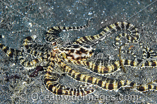 Mimic Octopus photo Mimic Octopus photo