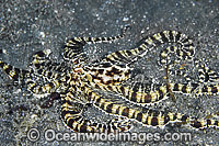Mimic Octopus Photo - Gary Bell