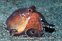 Veined Octopus Octopus marginatus Photo - Gary Bell