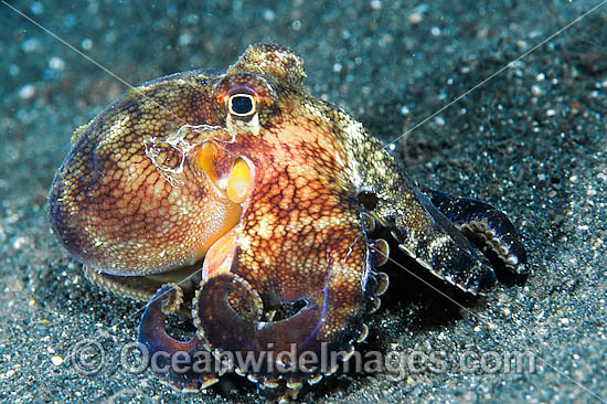 Veined Octopus Octopus marginatus photo Veined Octopus Octopus marginatus photo