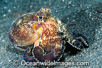 Veined Octopus Octopus marginatus Photo - Gary Bell
