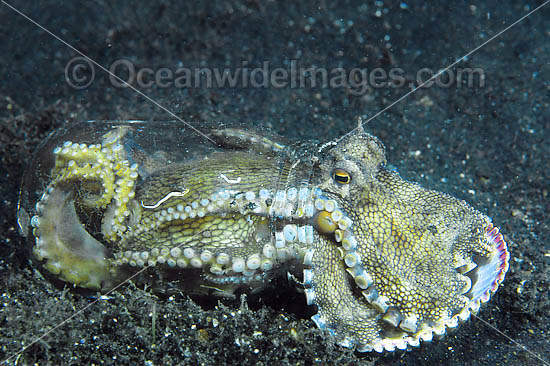 Veined Octopus hiding in glass jar photo