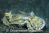 Veined Octopus hiding in glass jar Photo - Gary Bell
