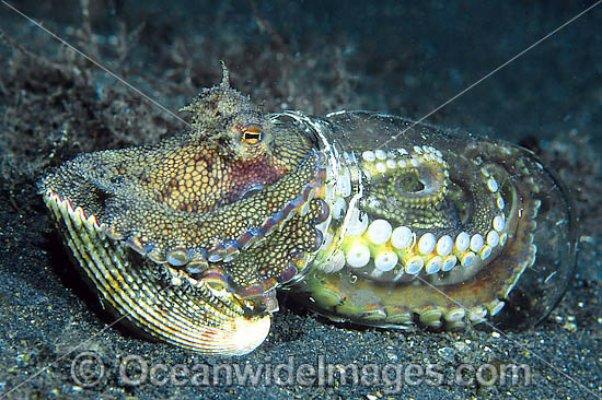 Veined Octopus hiding in glass jar photo Veined Octopus hiding in glass jar photo