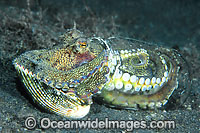 Veined Octopus hiding in glass jar Photo - Gary Bell