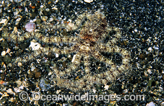White V Octopus blending photo