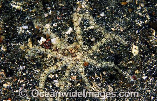 White V Octopus blending in photo White V Octopus blending in photo