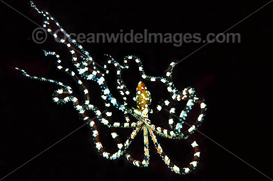 Wonderpus Octopus photo Wonderpus Octopus photo