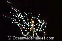 Wonderpus Octopus Photo - Gary Bell