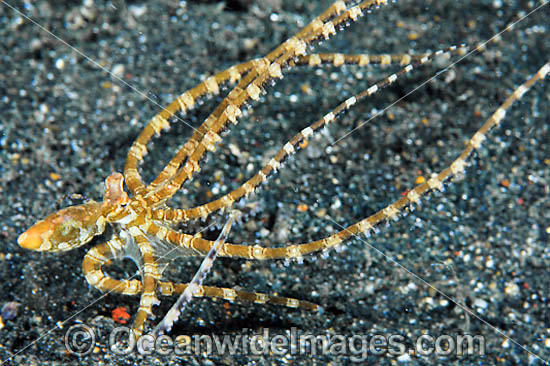 Wonderpus Octopus photo Wonderpus Octopus photo