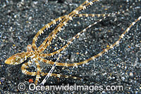 Wonderpus Octopus Photo - Gary Bell