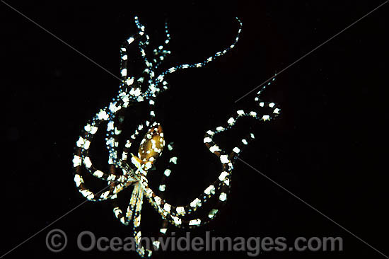 Wonderpus Octopus photo