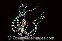 Wonderpus Octopus Photo - Gary Bell