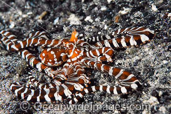 Wonderpus Octopus photo Wonderpus Octopus photo