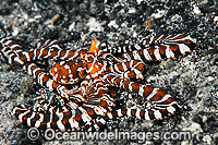 Wonderpus Octopus Photo - Gary Bell
