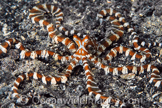 Wonderpus Octopus photo