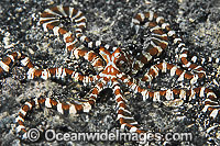 Wonderpus Octopus Photo - Gary Bell