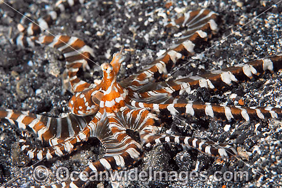 Wonderpus Octopus photo
