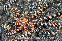 Wonderpus Octopus Photo - Gary Bell