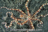 Wonderpus Octopus Photo - Gary Bell