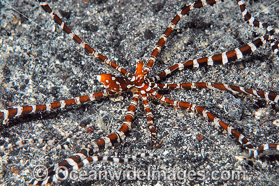 Wonderpus Octopus photo Wonderpus Octopus photo