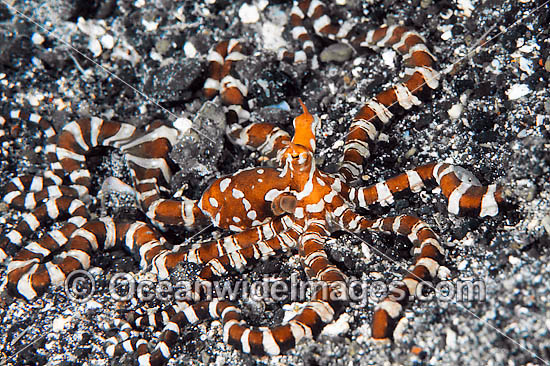 Wonderpus Octopus photo