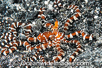 Wonderpus Octopus Photo - Gary Bell