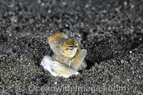 Octopus mimicking Jawfish photo