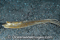Octopus mimicking Flounder Photo - Gary Bell