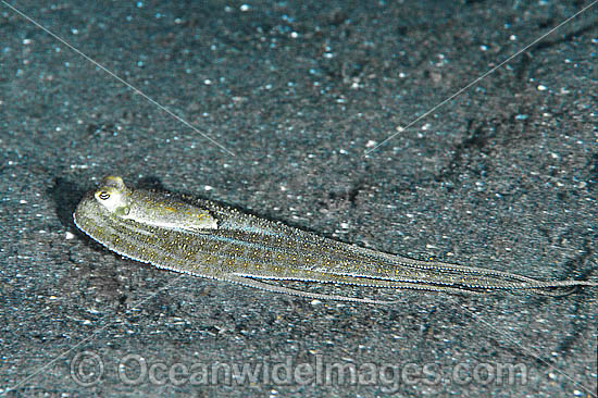 Octopus mimicking Flounder photo Octopus mimicking Flounder photo