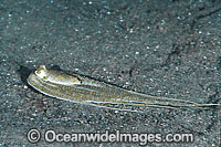 Octopus mimicking Flounder Photo - Gary Bell