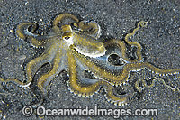 White V Octopus Photo - Gary Bell