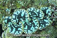 Giant Clam mantle Photo - Gary Bell