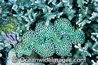 Giant Clam Tridacna sp. Photo - Gary Bell