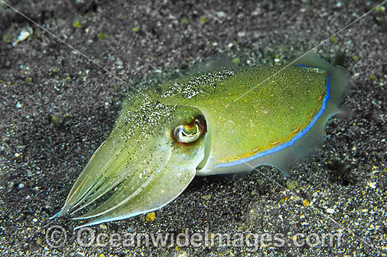 Cuttlefish photo Cuttlefish photo