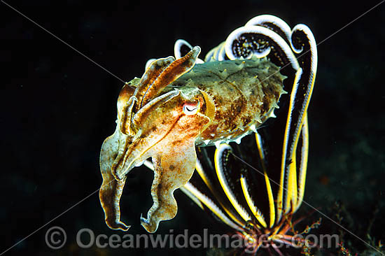 Giant Cuttlefish photo Giant Cuttlefish photo