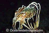 Giant Cuttlefish Photo - Gary Bell